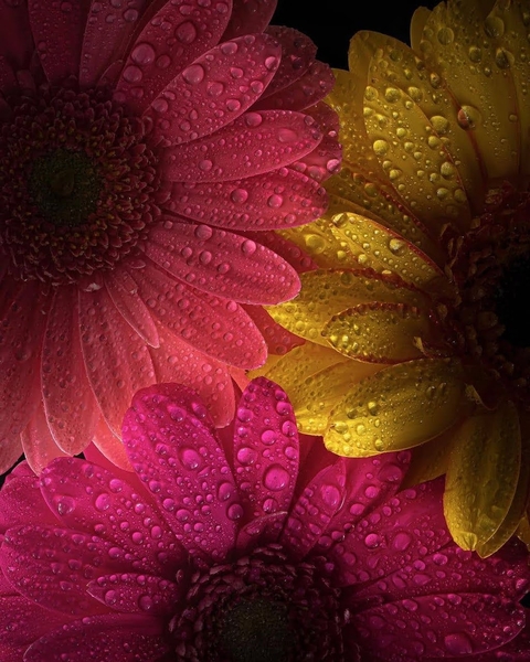 Flower, Red, Petal