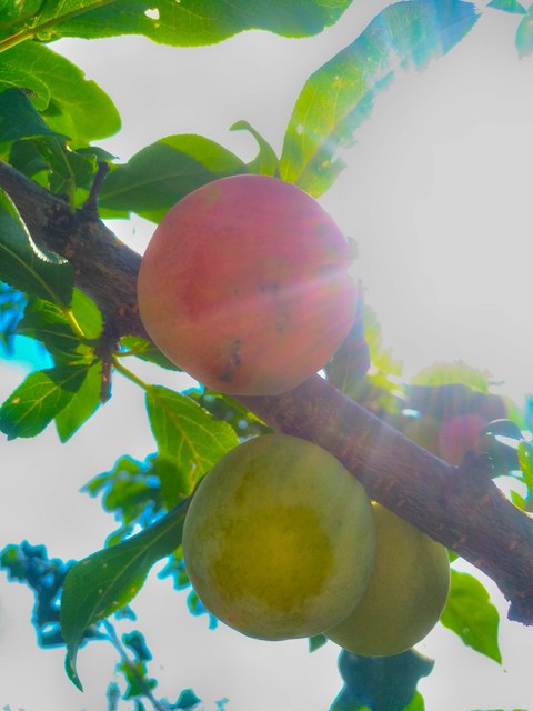Plum
