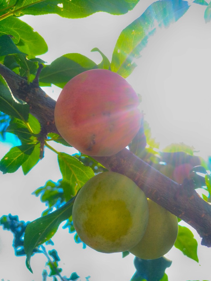 Plum