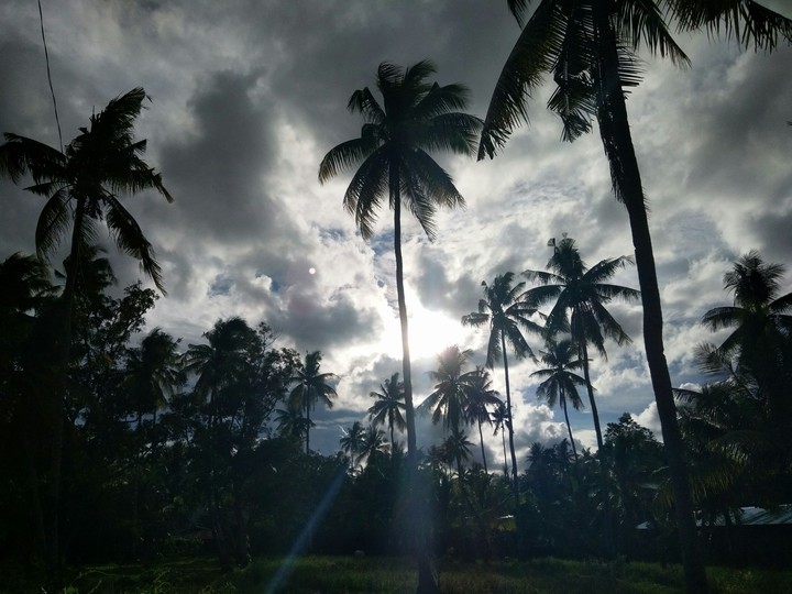 Coconut trees