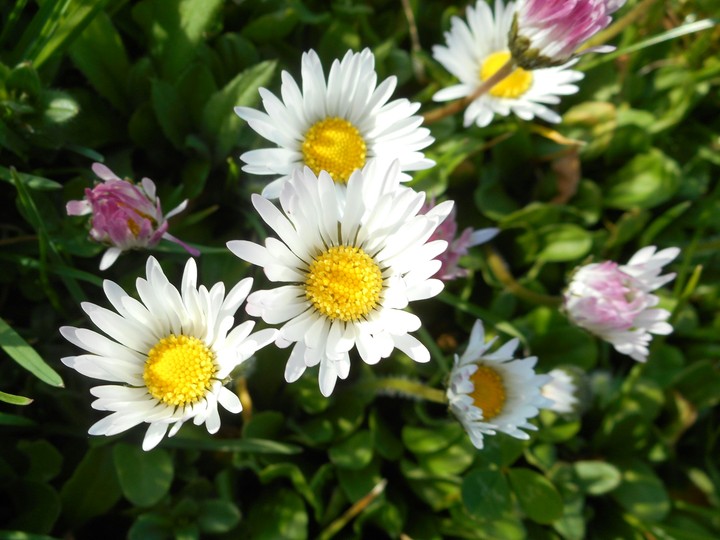 little white flower