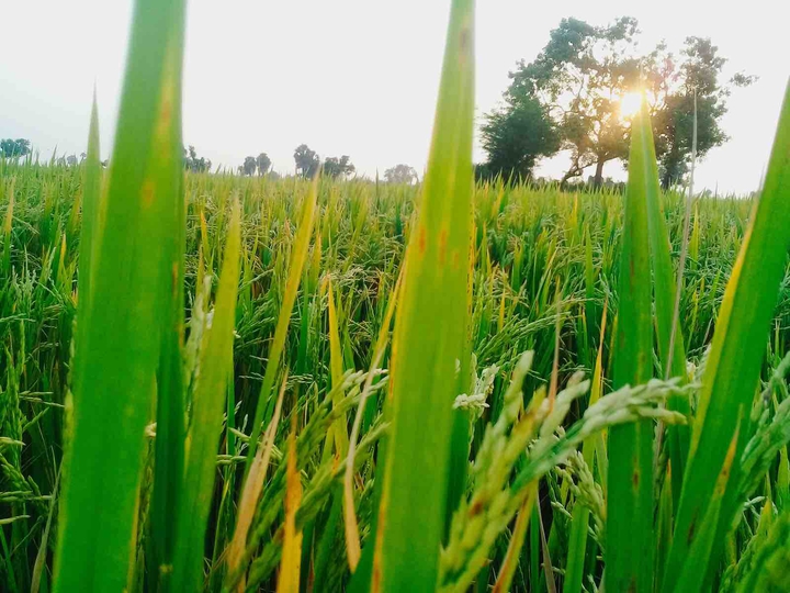 rice grains