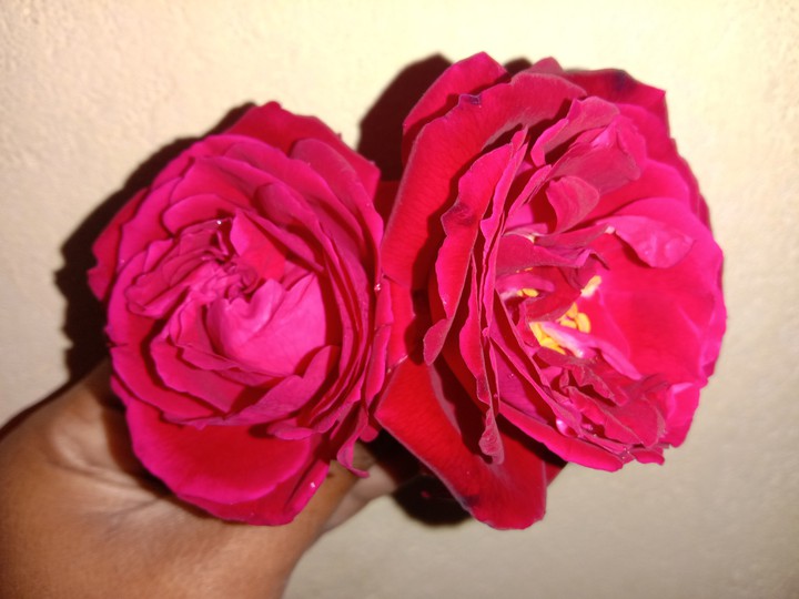 rose