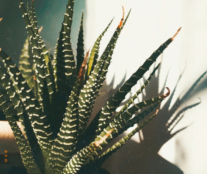 aloe