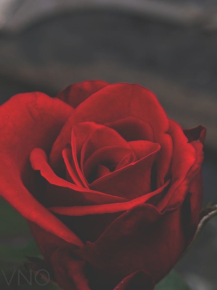 red rose