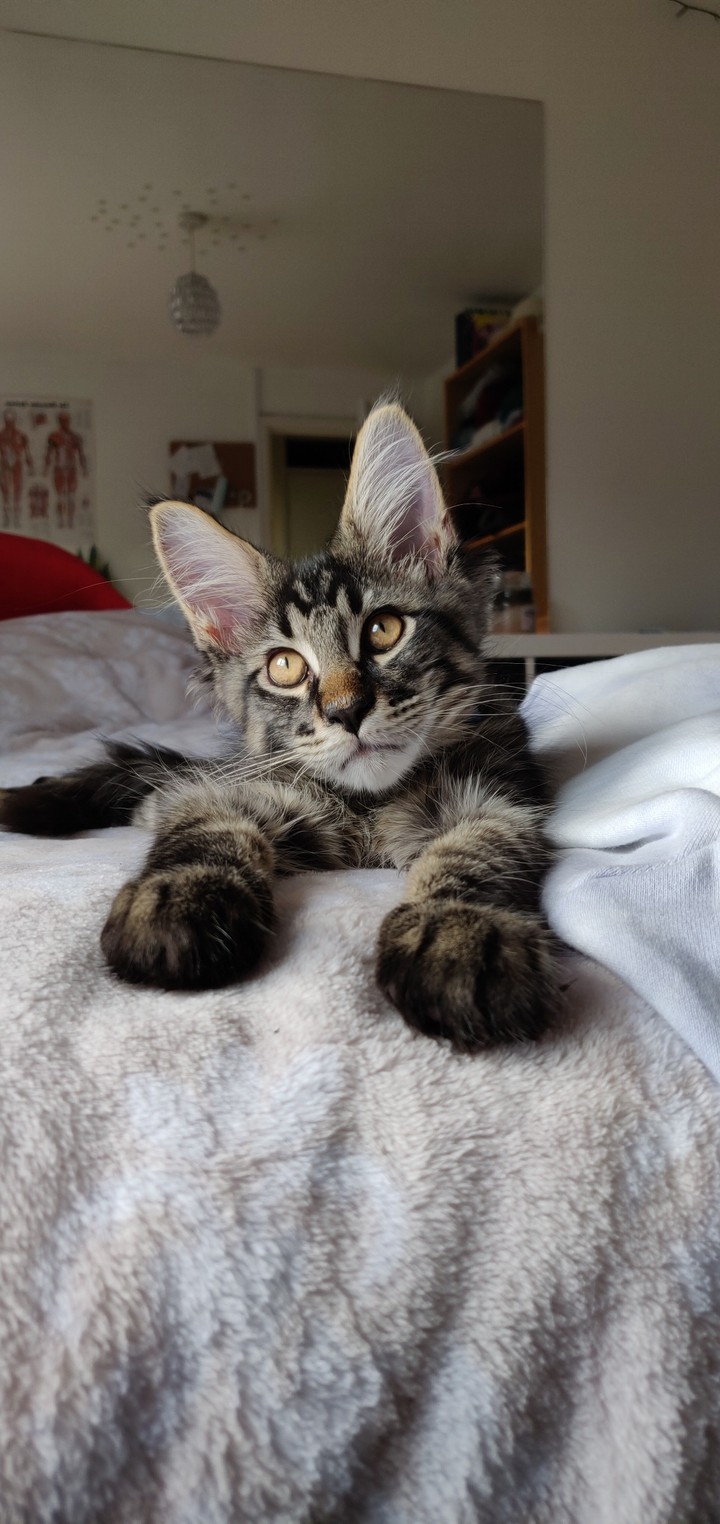 little lion