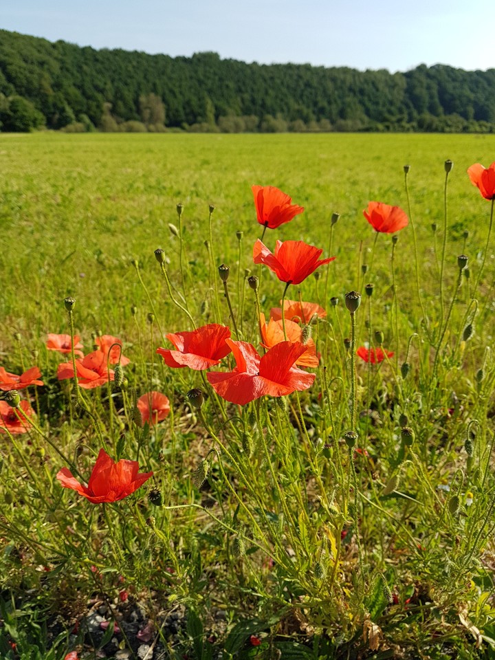 Flowers