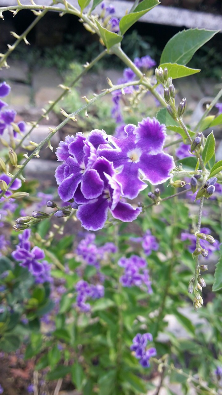 violets