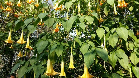 Poisonous flowers ( I think from what I remembered )