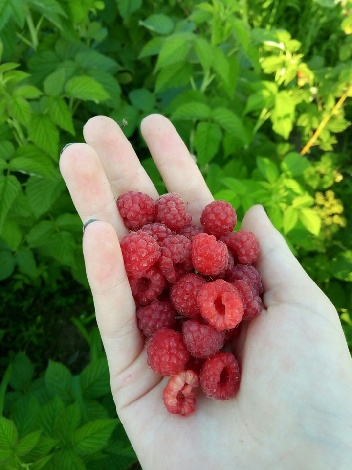 berries