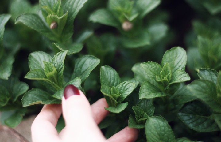 mint