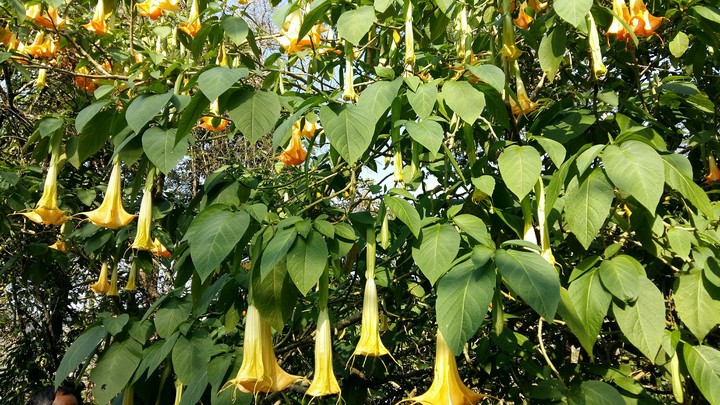 Poisonous flowers ( I think from what I remembered )