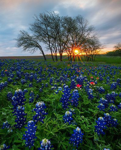 Texas BlueBonnets