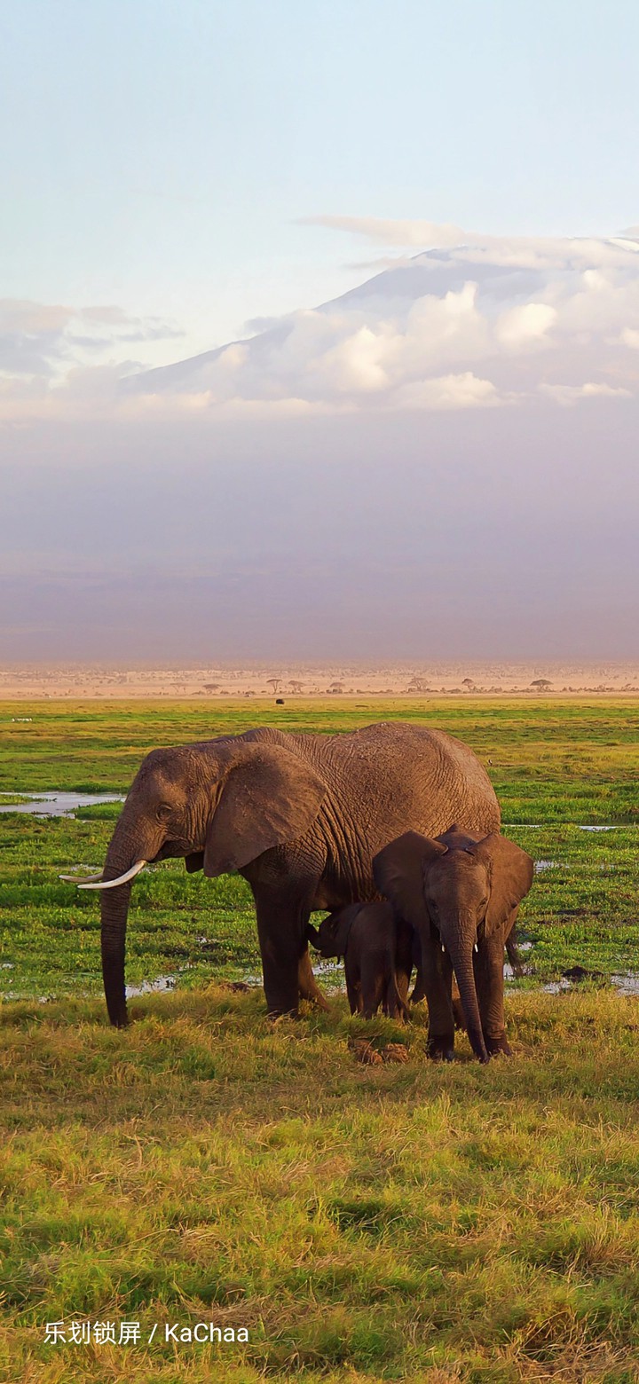 elephant