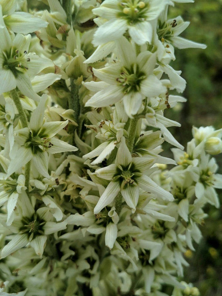 White flowers