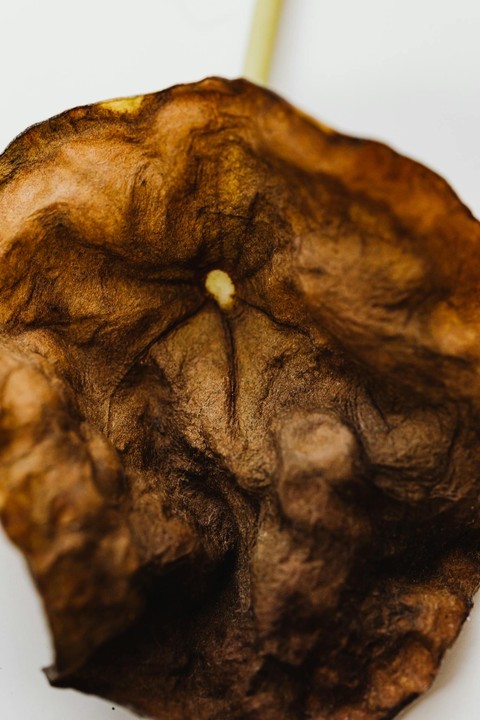 tree, bone háttérképek