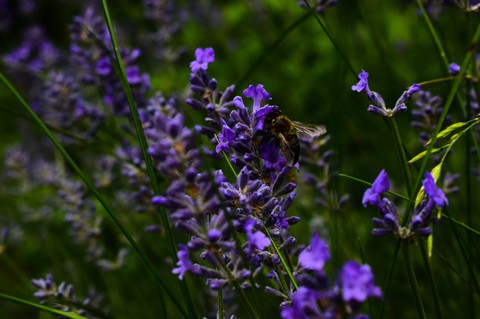 Bee with lavender flower