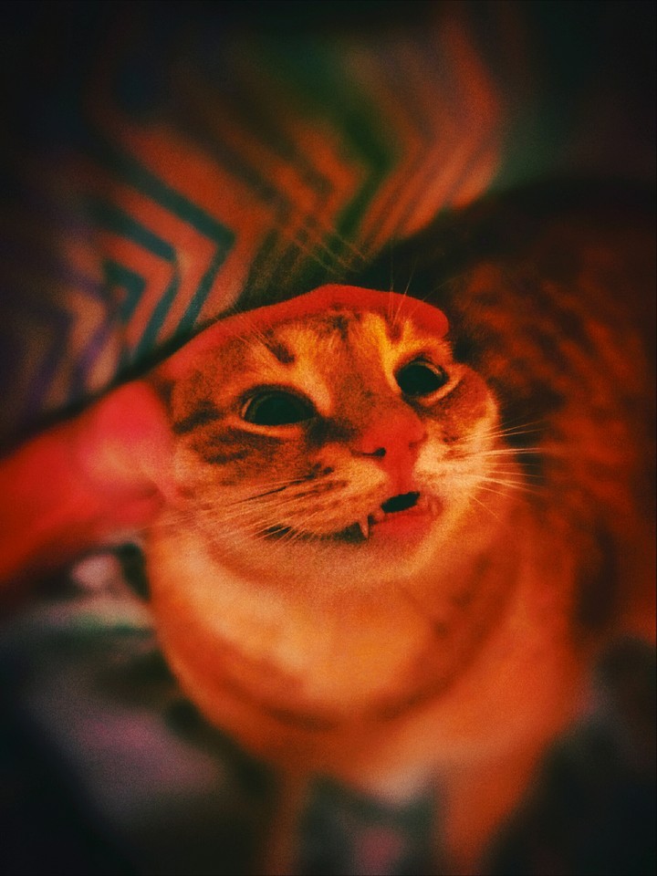 Its my cat