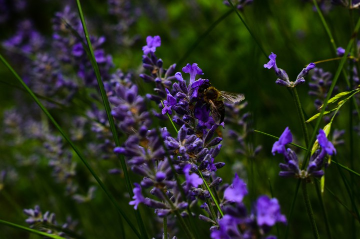 Bee with lavender flower