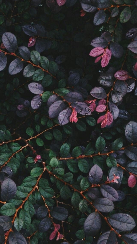 trees, branch háttérképek