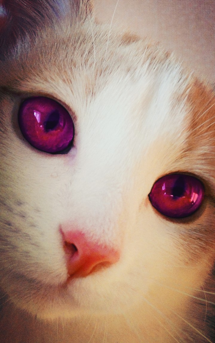Cat Dosya