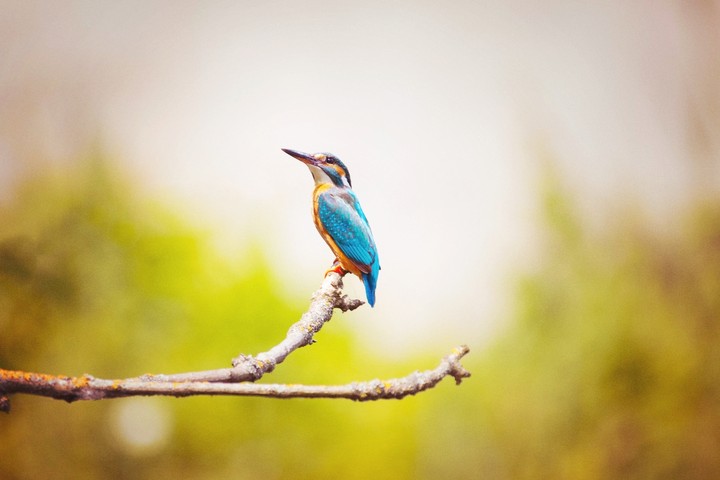 Birds
