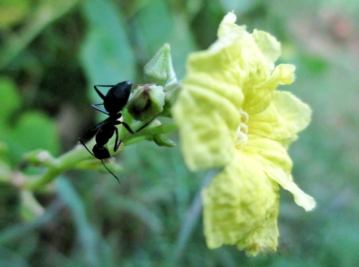 Ant Focus