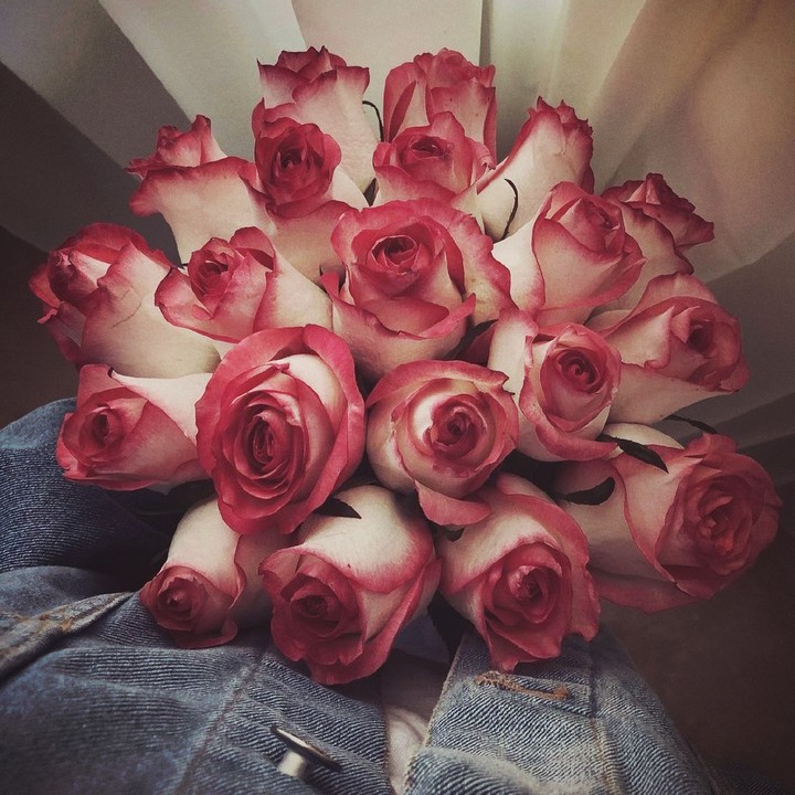 lovely rose