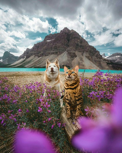 biome, wilderness वॉलपेपर