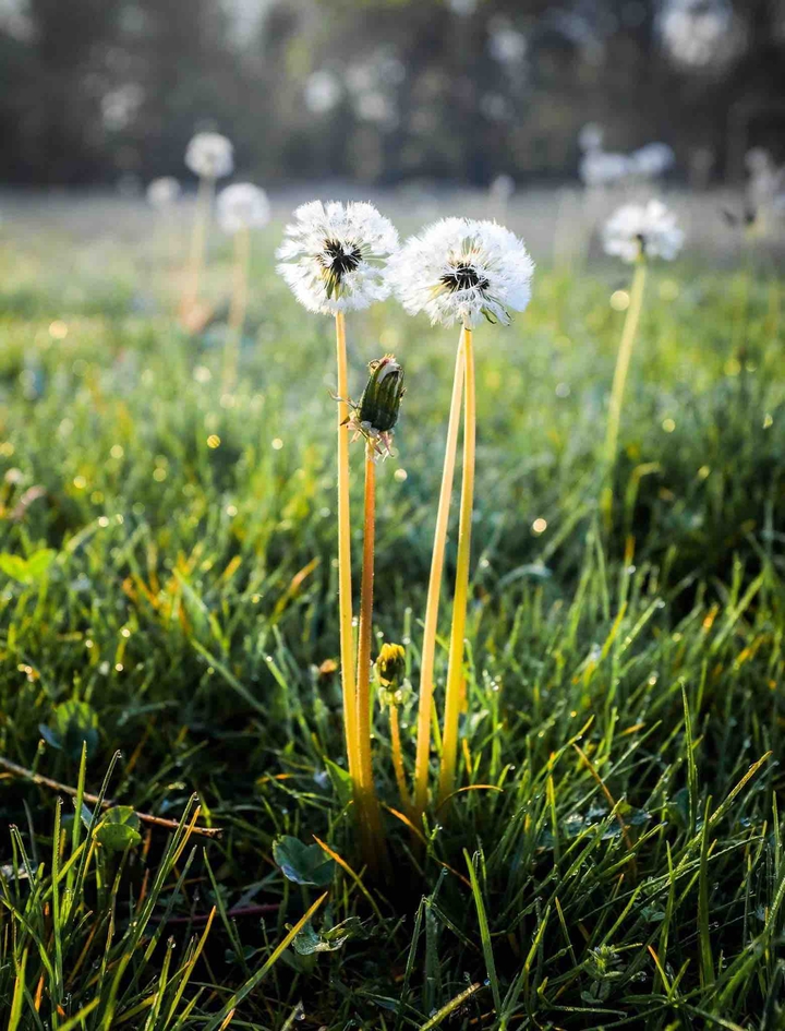 dandelions family