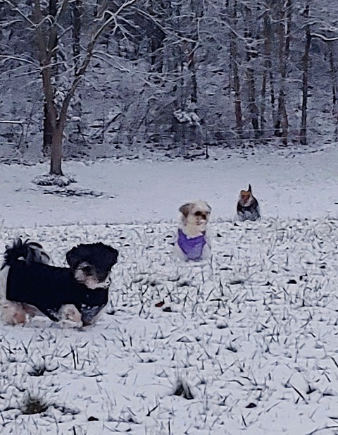 my babies love the snow