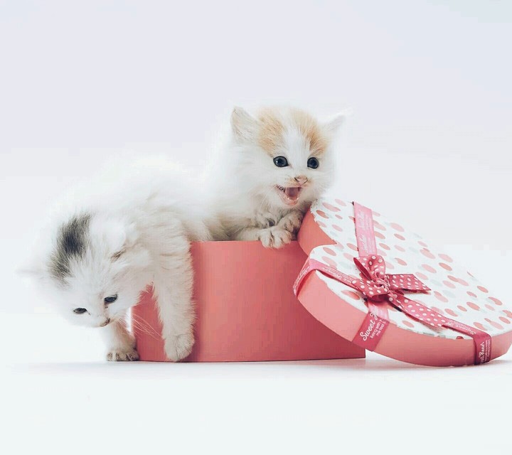 Lovely Cat