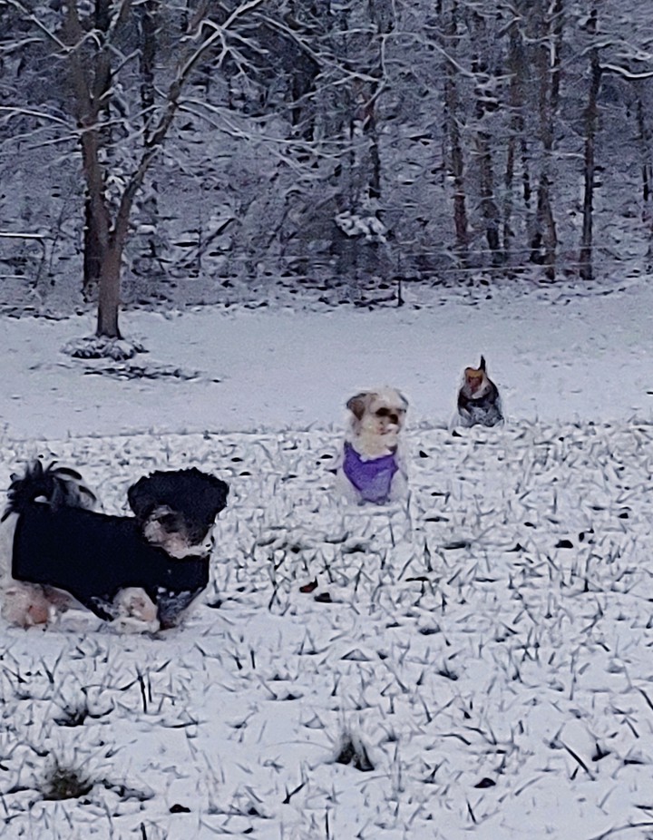 my babies love the snow