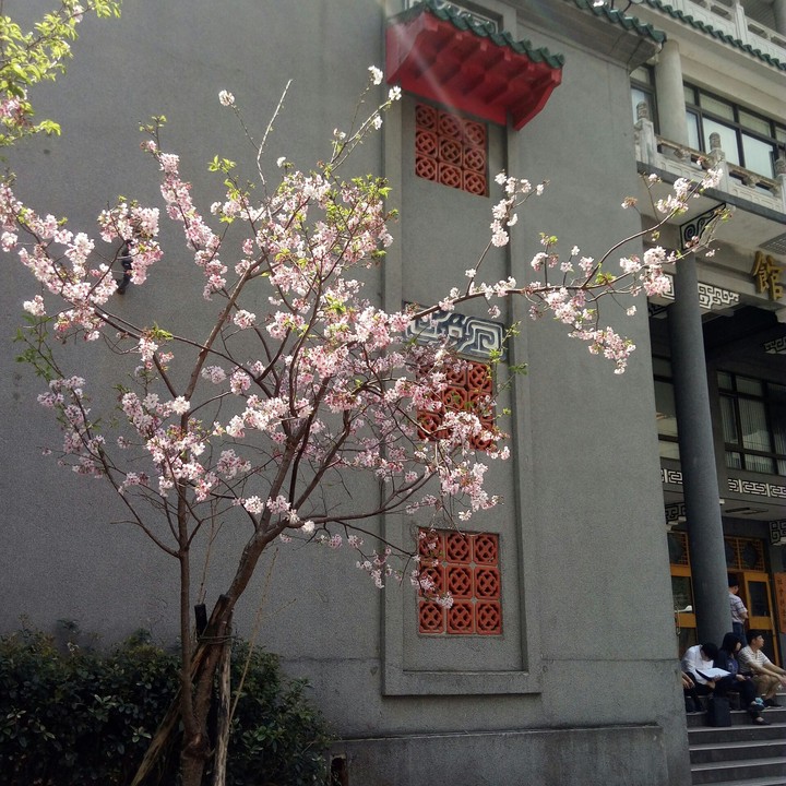 PCCU_sakura