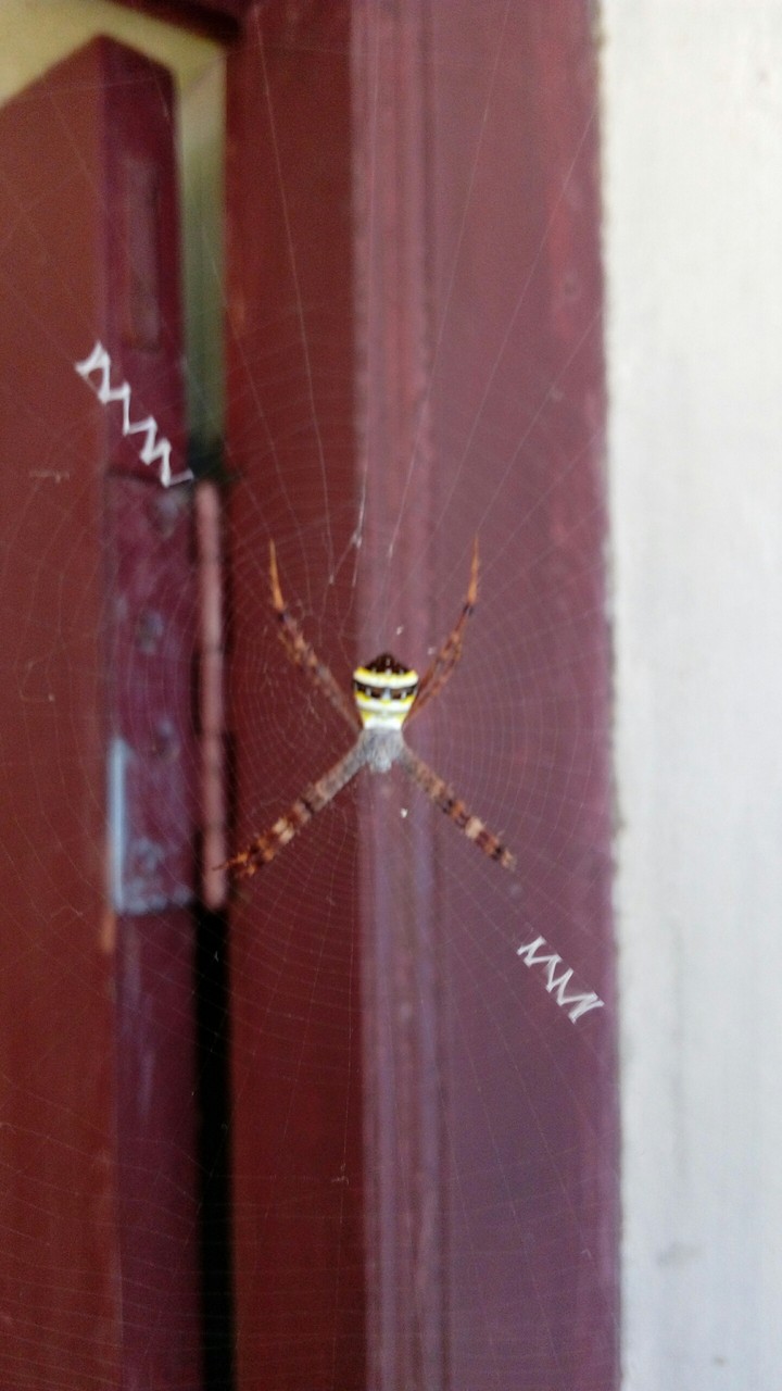 SPIDER 