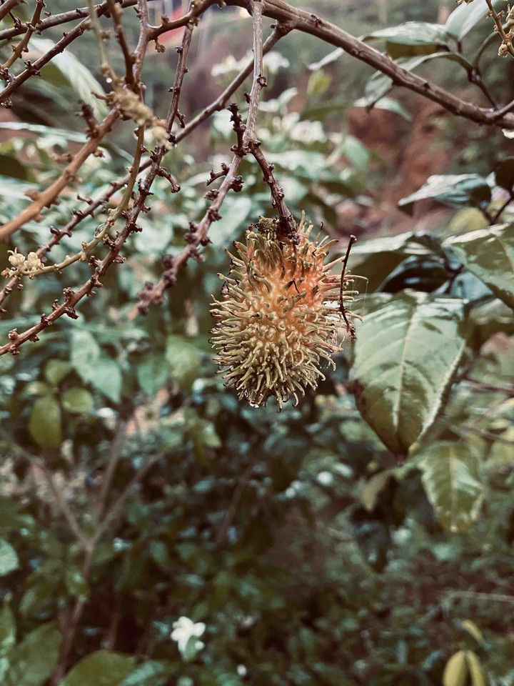 Rambutan