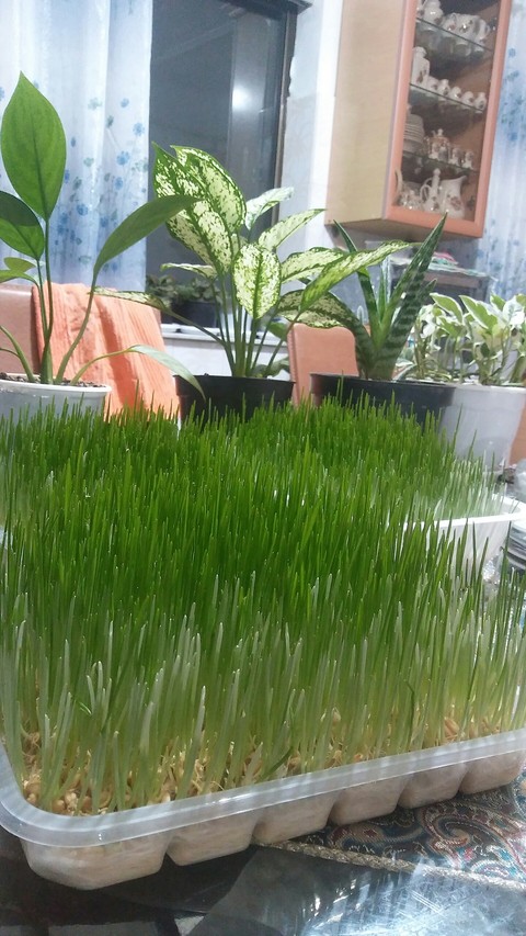 shrub, grass háttérképek