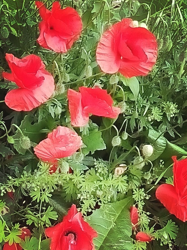 colori di campagna