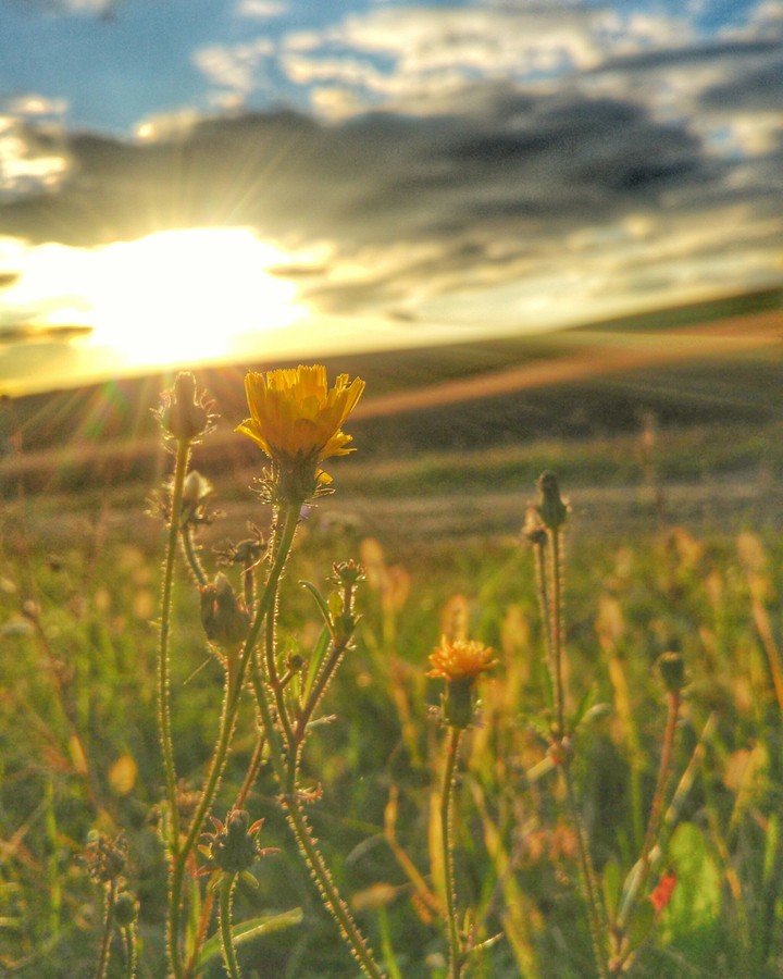simply nature