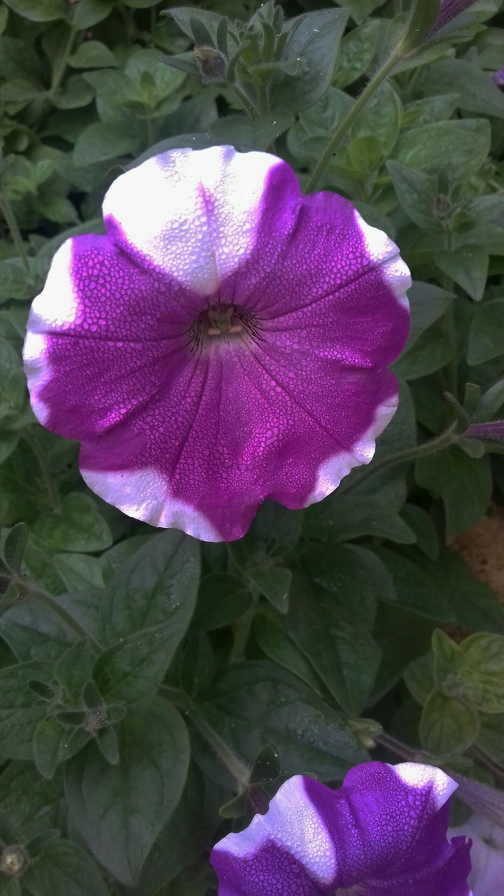 flower