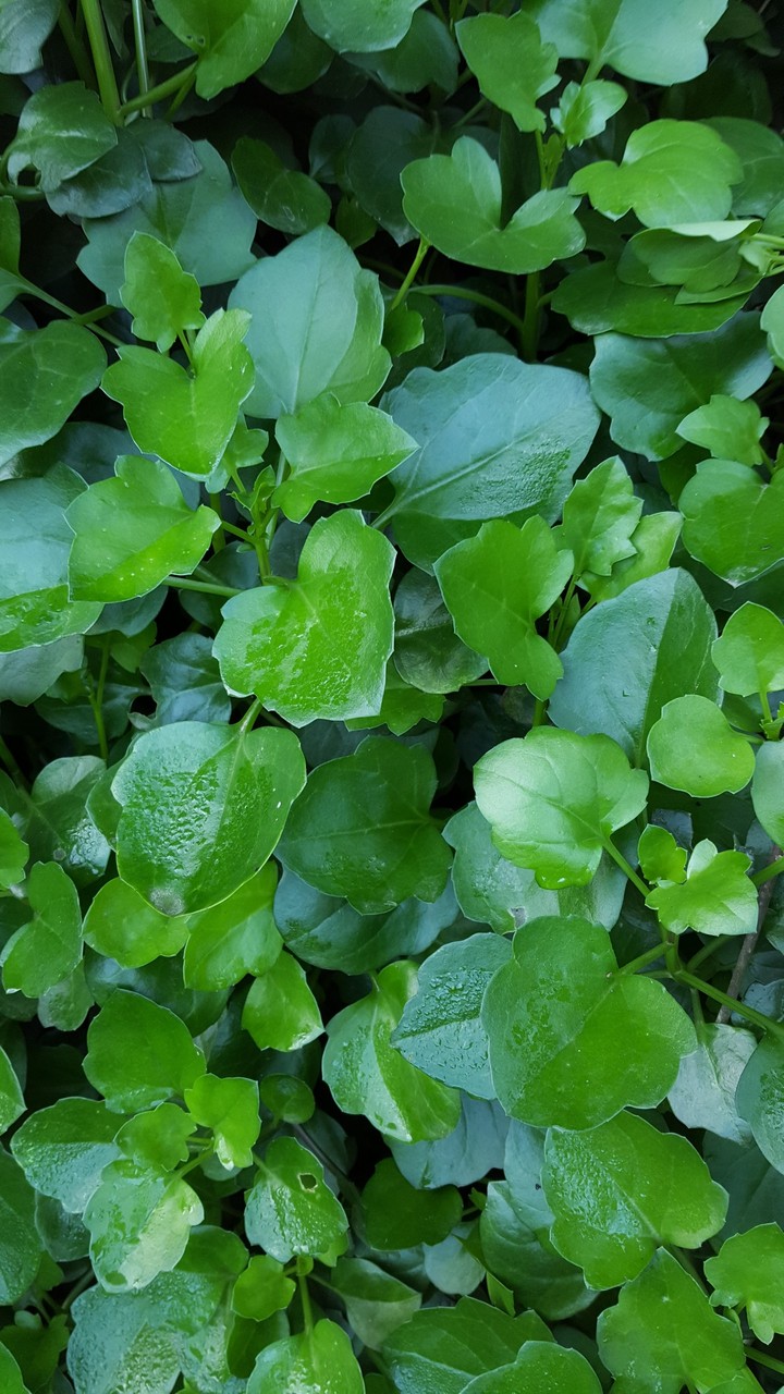 verte