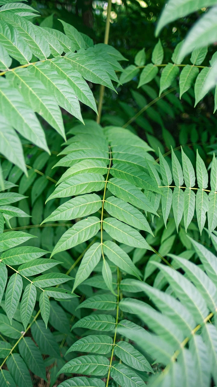 Ｇｒｅｅｎ⭐ｌｅａｖｅｓ