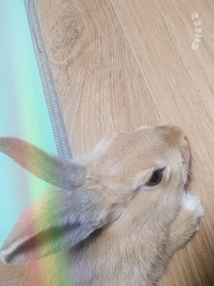 무지개