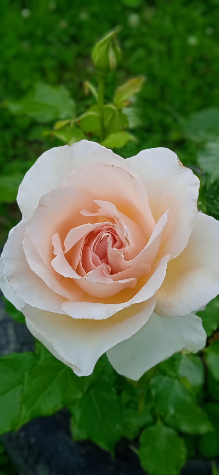 from my garden