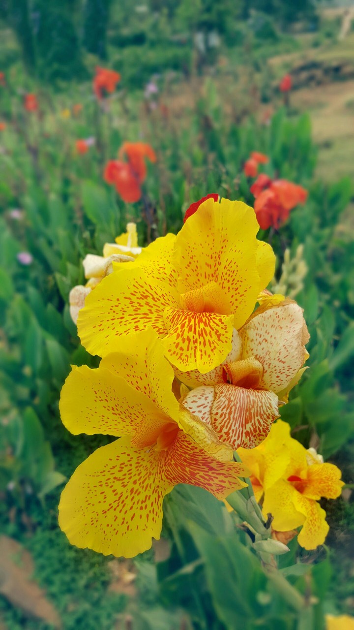 Yellow Flower