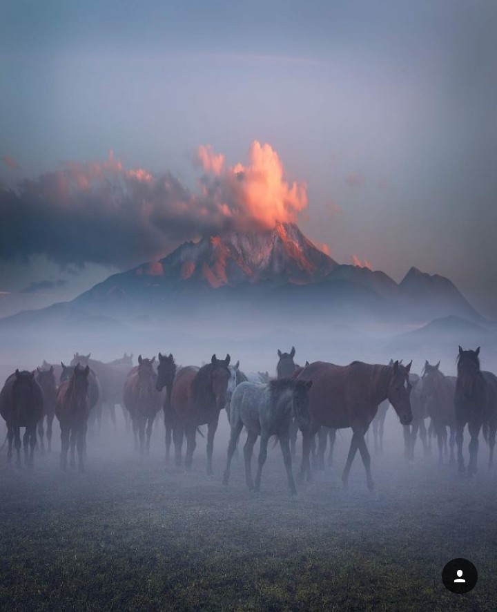 horse