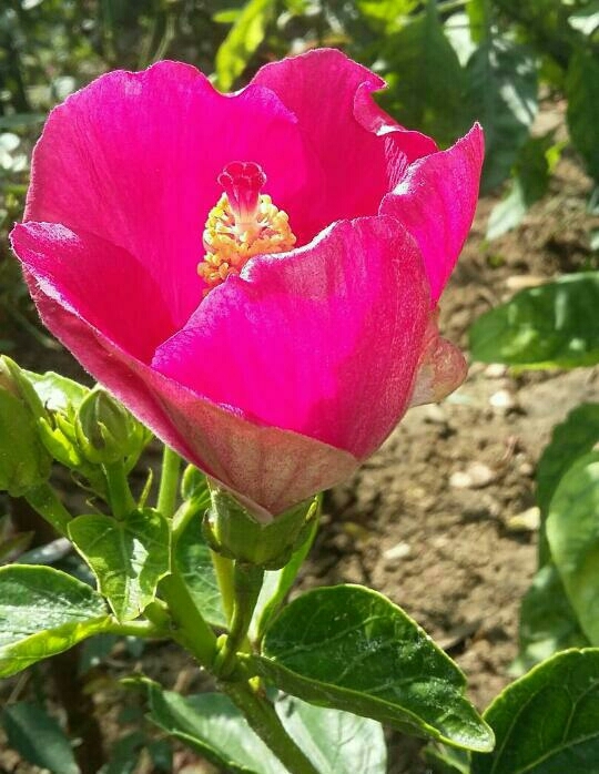 flowers