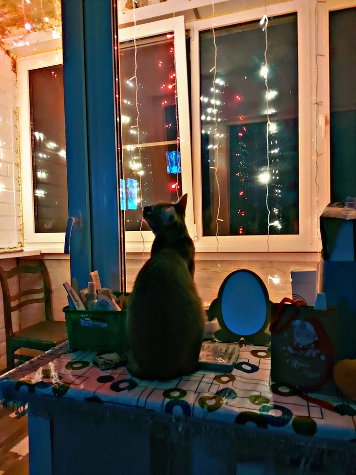 рождественский кот