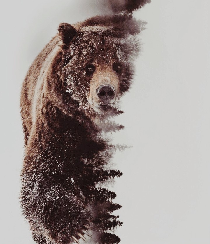 bear