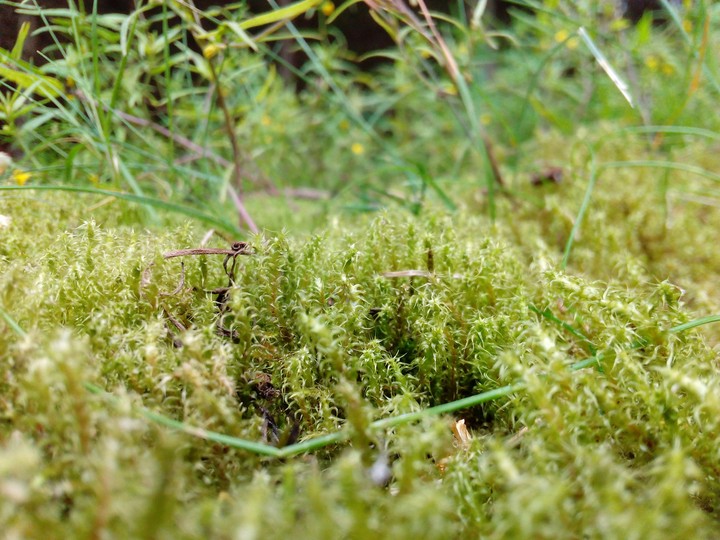 Moss